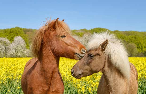 Zwei Ponys auf einer Wiese