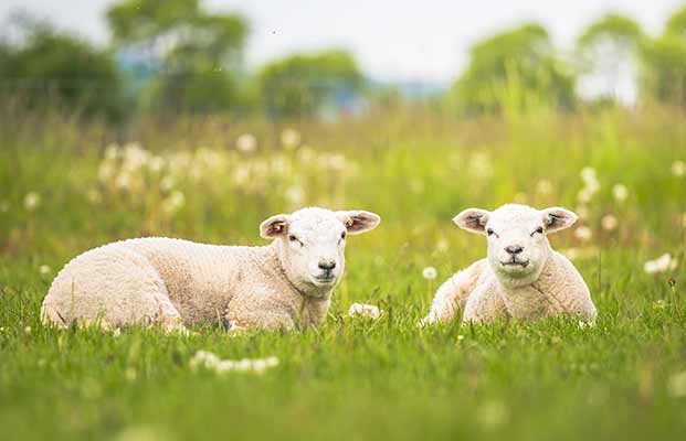 Zwei liegende Schafe