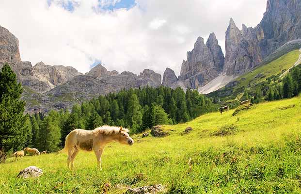 Pferd im Rosengartengebiet