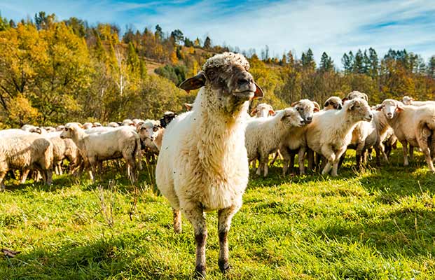 Eine Herde von Schafen auf einer Wiese