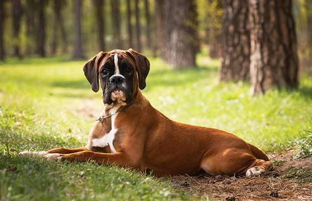 Liegender Hund im Wald  