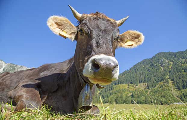 Chillende Kuh mit Blick in die Kamera