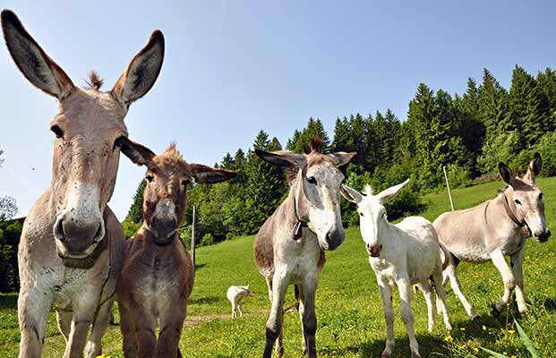 Eine Gruppe von Esel schauen in die Kamera