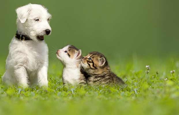 Hund und Katze genießen gemeinsam die Zeit 