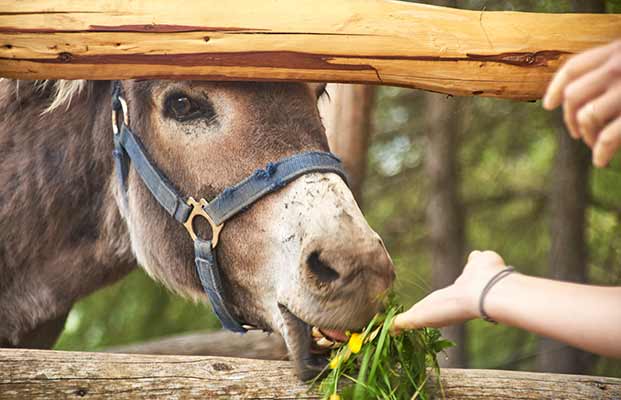 Esel frisst von der Hand