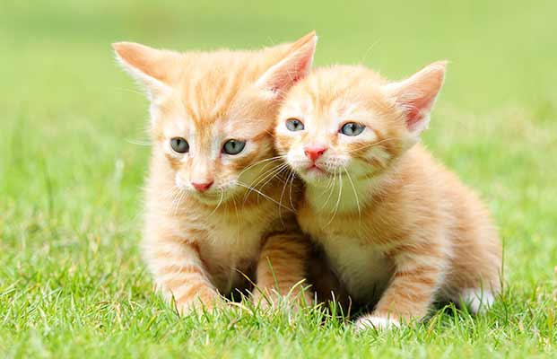 Zwei junge Katze auf einer Wiese