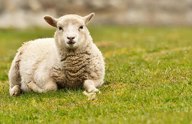 Ein liegendes Schaf auf der Wiese