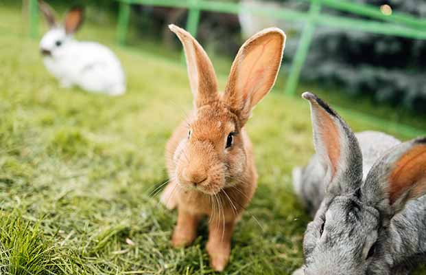 Hasen chillen im Garten