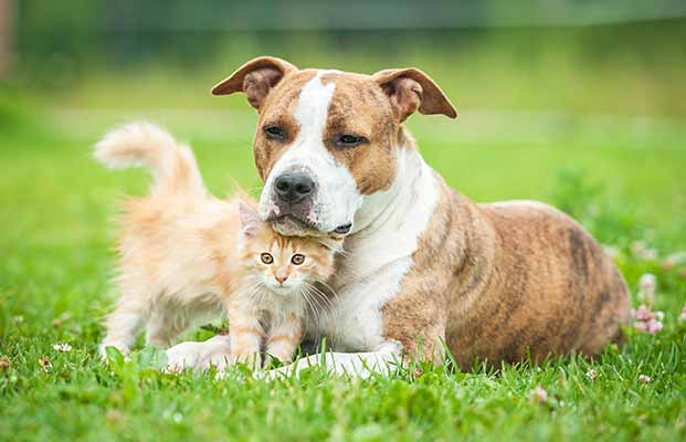Hund und Katze liegen gemeinsam im Garten