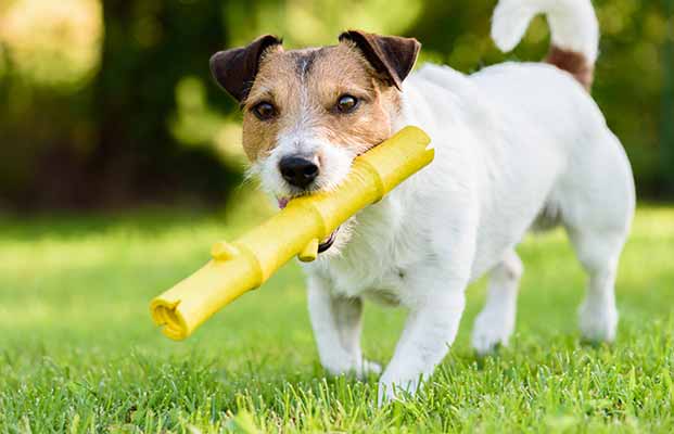 Hund spielt im Garten