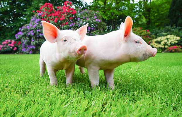 Zwei Schweinchen im Garten