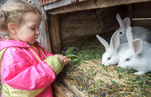 Mädchen gibt Hasen zu essen