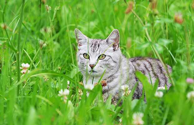 Katze im hohen Gras