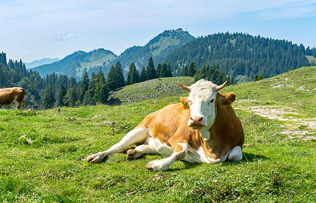 Kühe auf der Alm