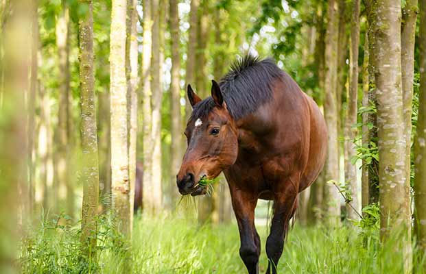 Pferd frisst zwischen den Bäumen 