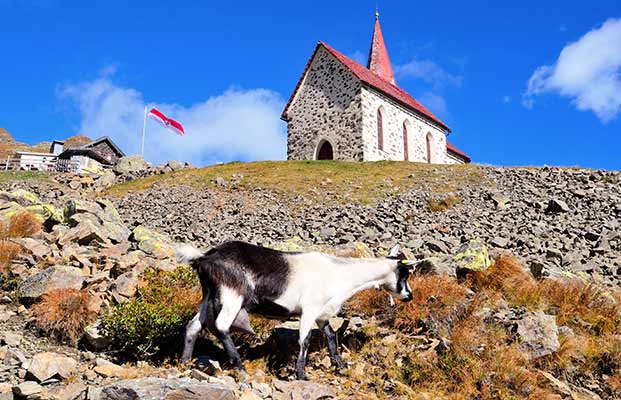 Eine Ziege auf einem Berg in Lazfons