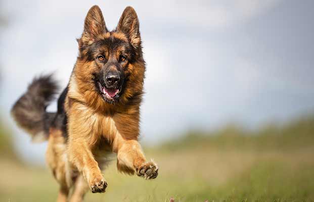 Ein Schäferhund springt über eine Wiese