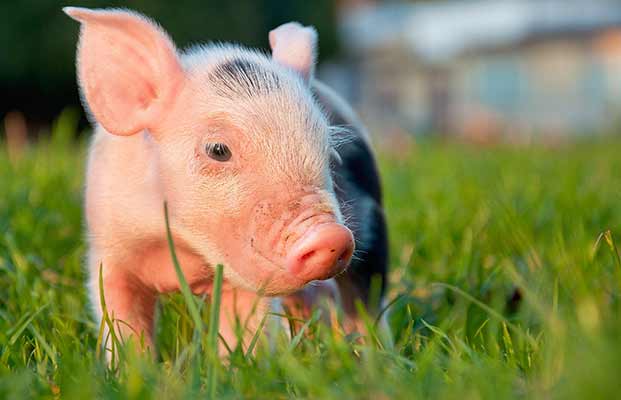 Ein Ferkel auf einer Wiese