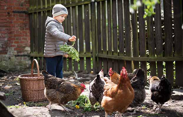 Ein kleiner Junge bringt den Hühnern etwas zu essen