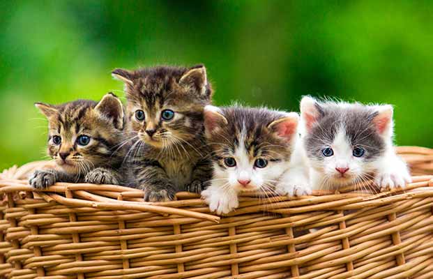 Vier junge Katzen schauen vom Korb heraus