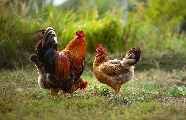 Ein Huhn und zwei Hühner