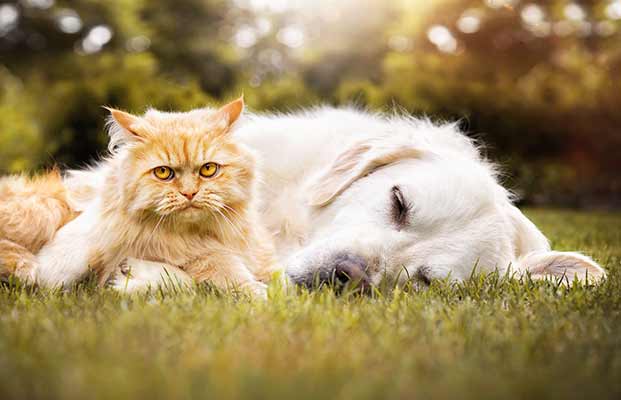 Ein Hund und eine Katze chillen im Garten