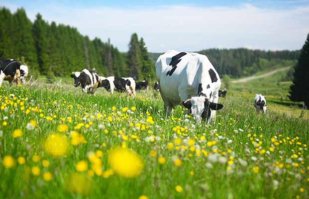 Eine Gruppe von Kühe steht auf einer grünen Wiese