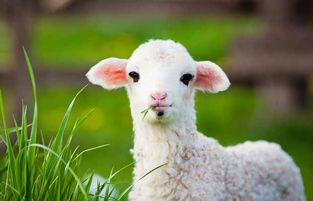Ein junges Schaf isst vom hohen Gras