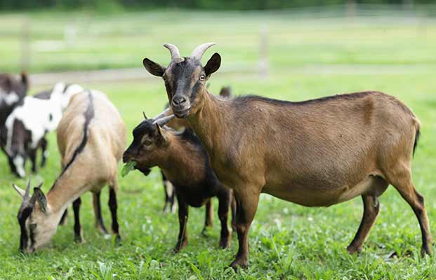 Eine Gruppe von Ziegen frisst auf einer Wiese