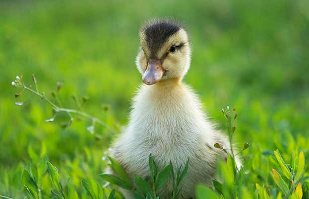 Ein Entenküken auf einer Wiese