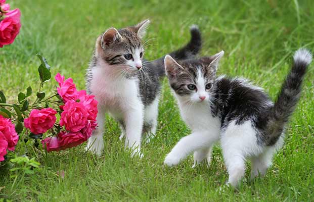 Zwei junge Katzen auf Erkundungstour