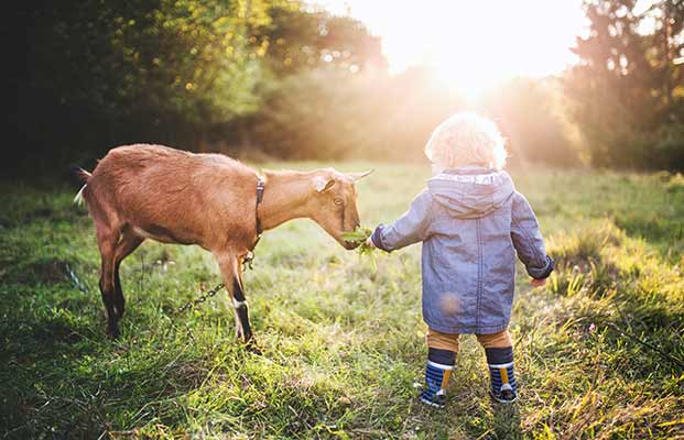 Ein kleines Kind gibt einer Ziege zu Fressen