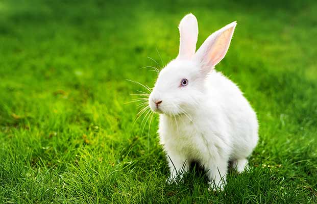 Weißer Hase sitzt auf einer Wiese