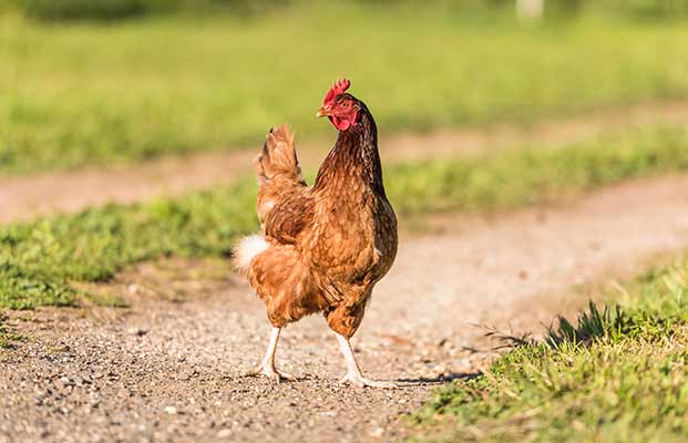 Ein Huhn auf einem Feldweg