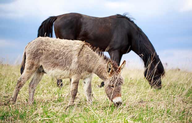 Bauernhoftiere auf einer Wiese