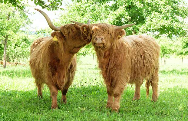 Zwei Hochlandrinder auf einer Wiese