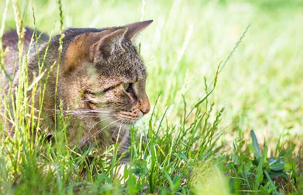 Eine Katze auf der Jagd im hohen Gras