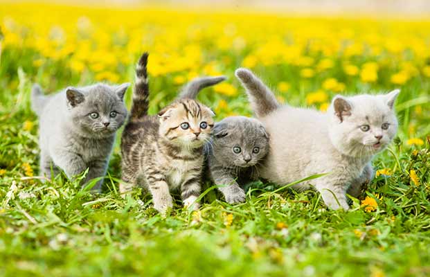 Vier junge Katzen  in einem Feld voller Bustenblumen