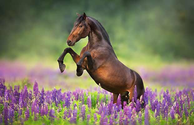 Ein Pferd auf einer Wiese