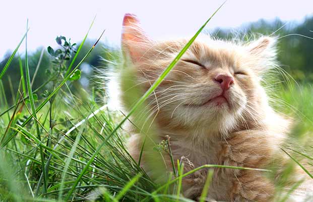 Eine Katze liegt im hohen Gras