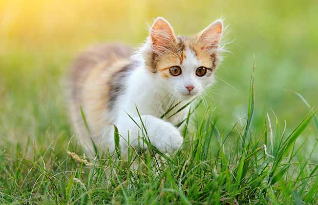 Eine junge Katze im Gras