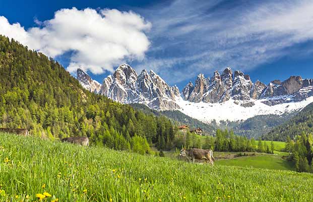 Einige Kühe auf einer Wiese in Villnöss