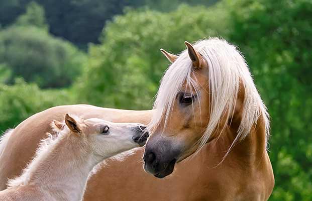 Ein Pferd und ein Fohlen