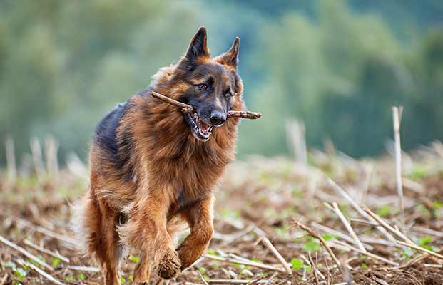 Ein Schäferhund mit einem Stock im Mund