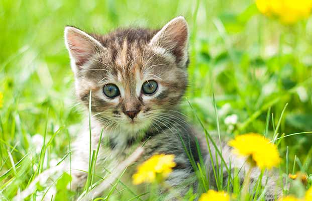 Eine junge Katze umgeben von Busteblumen