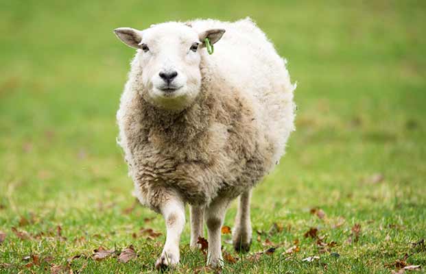 Ein rennendes Schaf