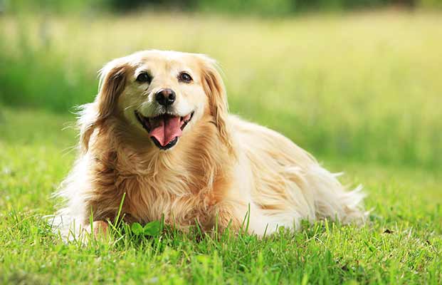 Ein Hund in einem Garten