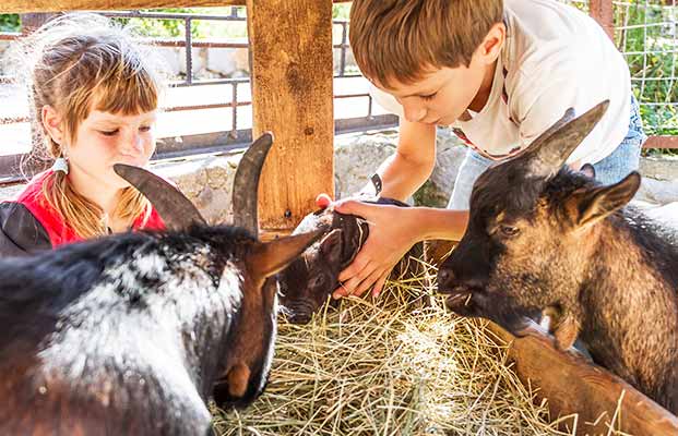 Kinder beim füttern der Tiere