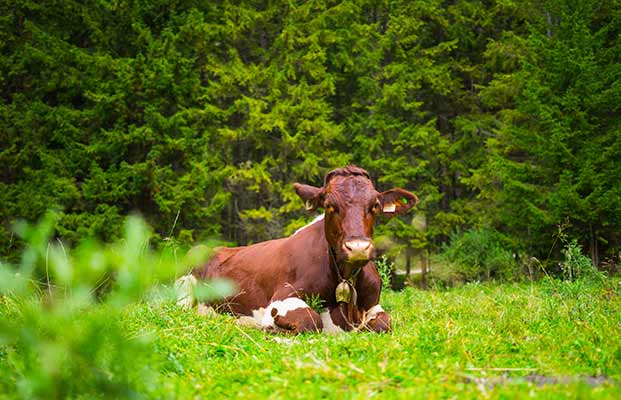 Eine liegende Kuh auf einer Alm