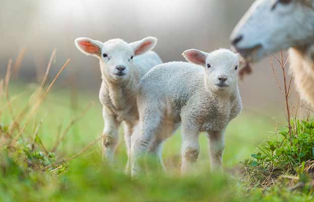 2 junge Schafe und ihre Mutter